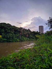 Plants and trees by building against sky