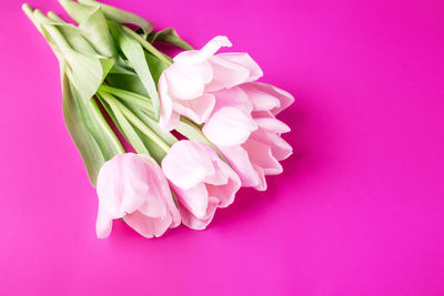 Close-up of pink rose flower