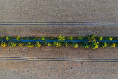 Aerial view of trees on agricultural field