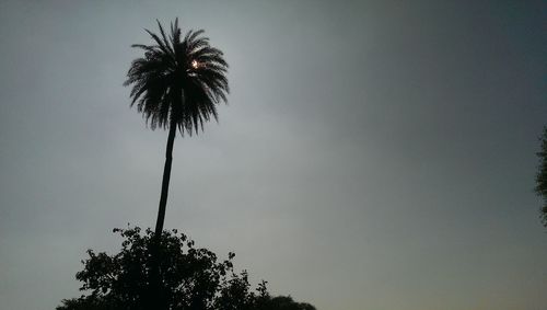 Low angle view of palm trees against sky