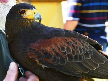 Close-up of hand holding bird