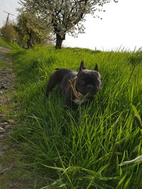 Dog on field against sky