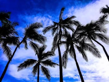 Low angle view of palm trees against blue sky