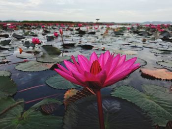 Close-up of pink water lily in lake