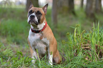 Dog on field