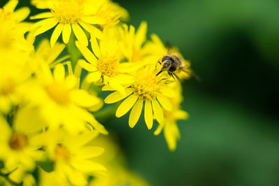 Close-up of bee on yellow flower