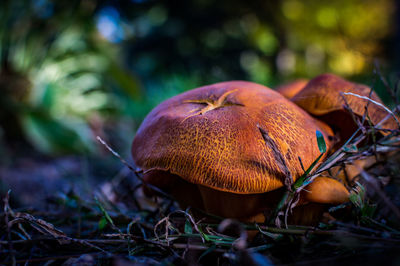 Close-up of fly agaric mushroom