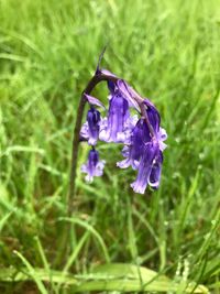 Close-up of purple flowering plant