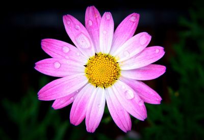 Close-up of pink flower