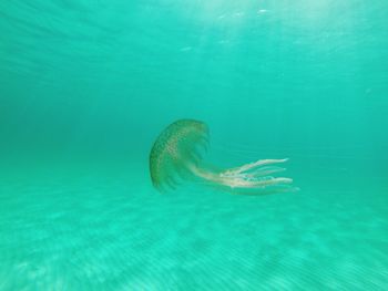 Jellyfish swimming in sea