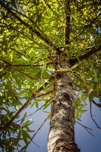 Low angle view of a tree
