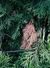 Close-up of plants