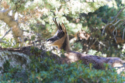 Animal standing amidst trees