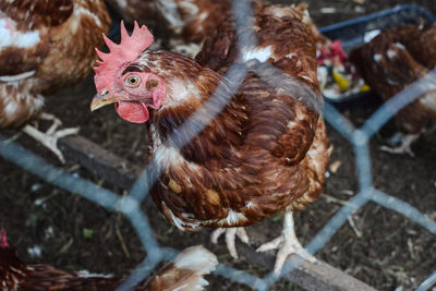 High angle view of chicken seen through chainlink fence