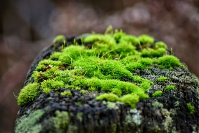 Close-up of moss growing on rock