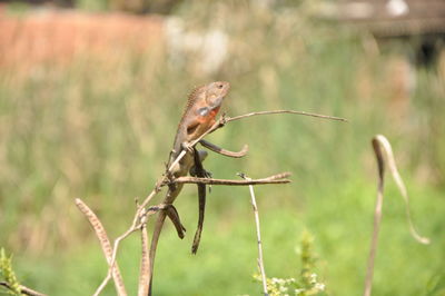 Close-up of bird perching on plant