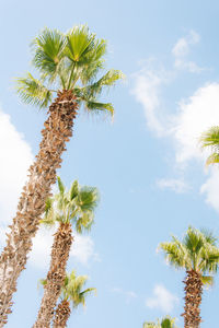 Low angle view of palm trees against sky