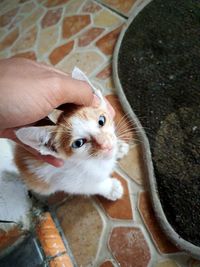 High angle view of hand holding cat