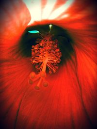 Close-up of red hibiscus flower