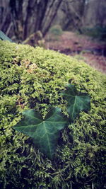 Close-up of fresh green plants