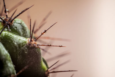 Close-up of insect