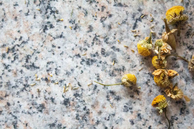 High angle view of yellow flowering plant on rock