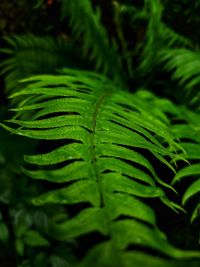 Close-up of green leaves