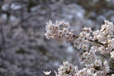 Close-up of white cherry blossom tree