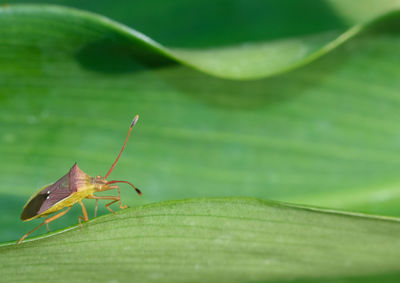 Close-up of insect on leaf