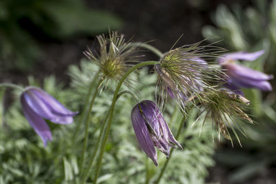 Close-up of purple thistle flower