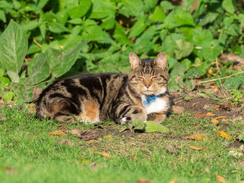 Portrait of cat on field