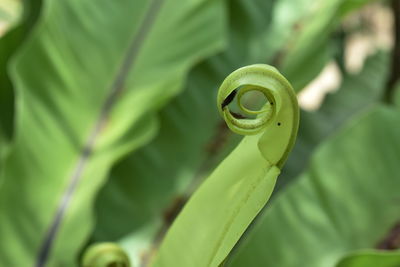 Close-up of spiral leaf