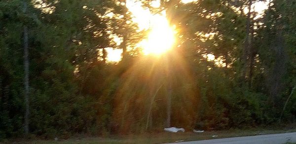 Close-up of trees against sunset