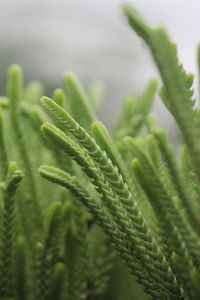 Close-up of fresh green plant