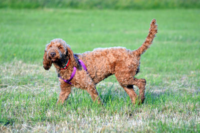 View of dog on field