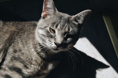 Close-up of portrait of cat relaxing on floor with sunlight at home