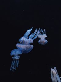 Close-up of jellyfish swimming in sea