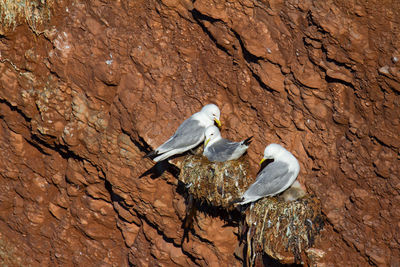 Kittiwake on a cliff on the island of helgoland in northern germany