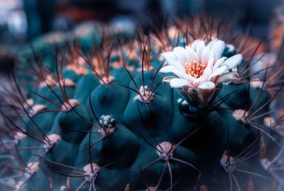 Close-up of flowering plants on field