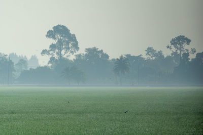 Trees on field against sky