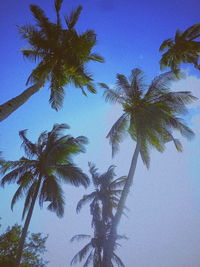 Low angle view of palm trees against clear blue sky