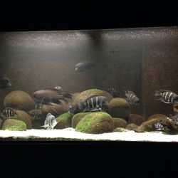 animal themes