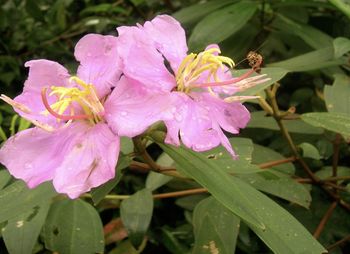 Close-up of pink flower