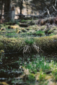 Close-up of water flowing in forest