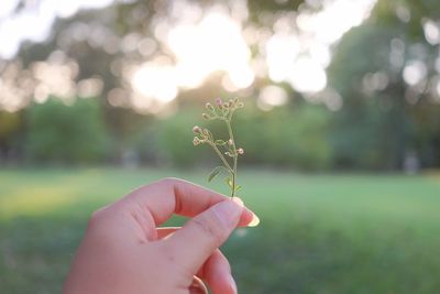 Cropped image of woman holding twig in park