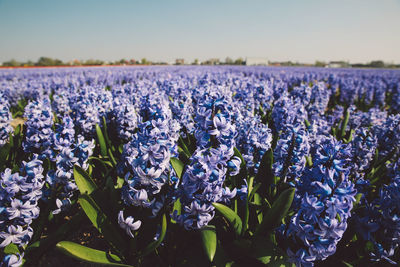 Close-up of purple flowers in field