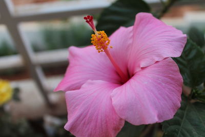 Close-up of pink hibiscus blooming outdoors