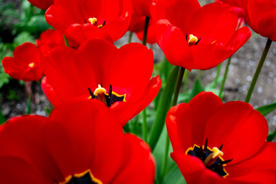 red