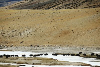 Yak herd crossing frozen river