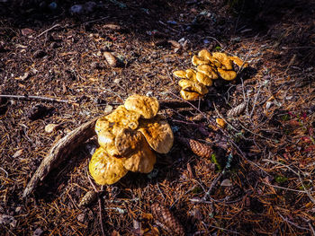 High angle view of mushrooms growing on field